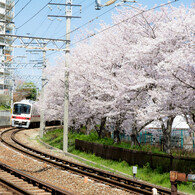 桜と電車