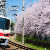 桜と電車