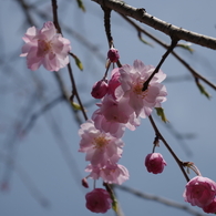 枝垂れ桜