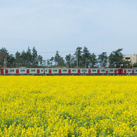 菜の花と　電車。