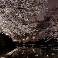 川面の夜桜