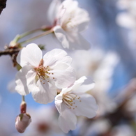 土手の桜③