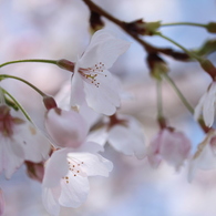 土手の桜④