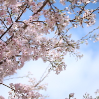桜さん♪ありがとう・・・