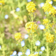 蜜を集めに