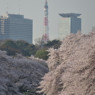 春色タワー