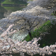 桜の堀