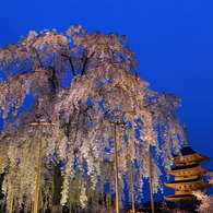 東寺の不二桜