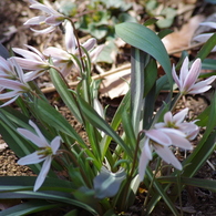 薄桃の花-1