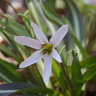 薄桃の花-2