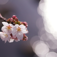 桜のきらめき