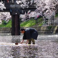 桜散る日　【鯉のぼりの寒ざらし】