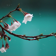 桜時雨～蒼