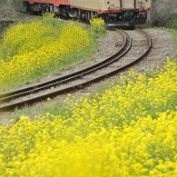 菜の花列車