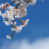 青空と桜
