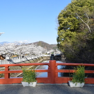 DSC_0364　武田神社H26.4
