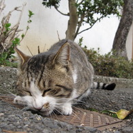 ゴロゴロ・・
