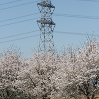 桜＆V吊懸垂鉄塔