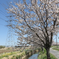 大きな桜＆小さな鉄塔