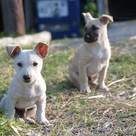 沖縄で出会った犬たち