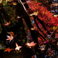 20091104-DSC08243b