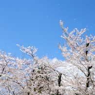 蒼く、高く