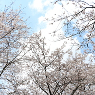 青空と桜