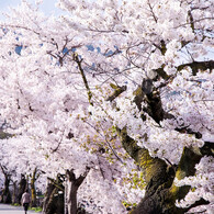 芦屋川と桜