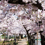 桜のトンネル
