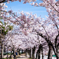 桜並木