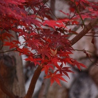 東福寺