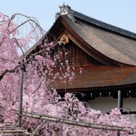 枝垂れ桜　〜平安神宮
