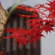 東福寺