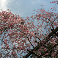 しだれ桜