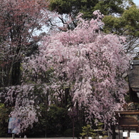 そうだ、京都来る？