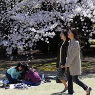 今日はお花見