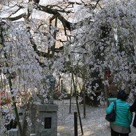 観桜ナウ