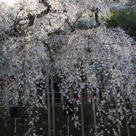 輝きナウ