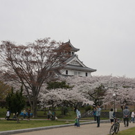 豊公園の桜