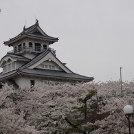 豊公園の桜