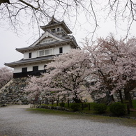 豊公園の桜