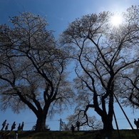 陽桜　（ひさくら）