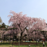 斎王桜　　なのですが。。。