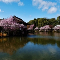 神苑の池