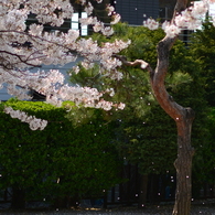 さくら舞う