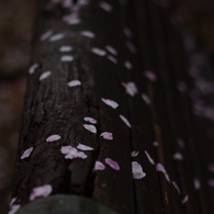 桜模様