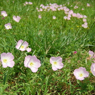 何の花だろう