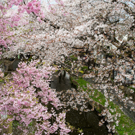 二ヶ領用水-雨に濡れる桜(I)