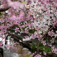 二ヶ領用水-雨に濡れる桜(II)