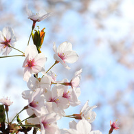 艶やかに桜